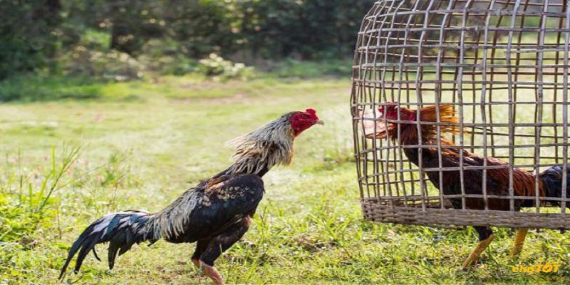 ไก่ชนไทยคือตัวเลือกหลักของเหล่าซือเก๋มืออาชีพ