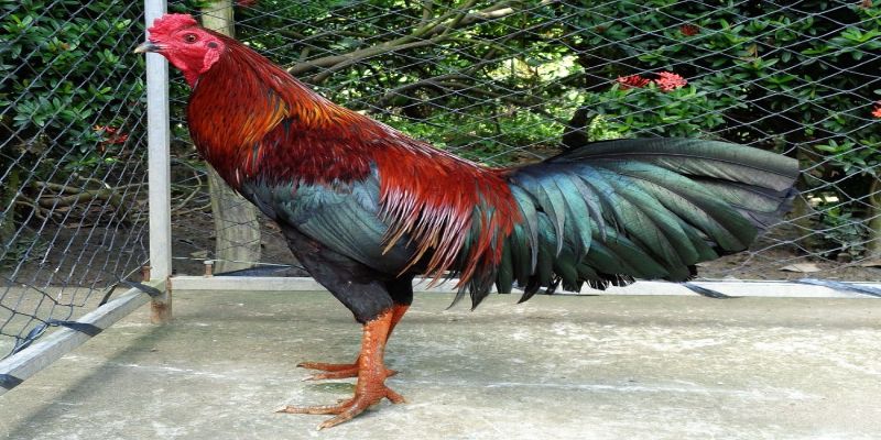 แหล่งซื้อไก่ชนในประเทศไทยที่น่าเชื่อถือที่สุด