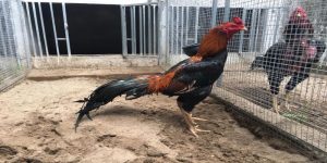 ชื่อไก่พันธุ์ต่างๆไทย