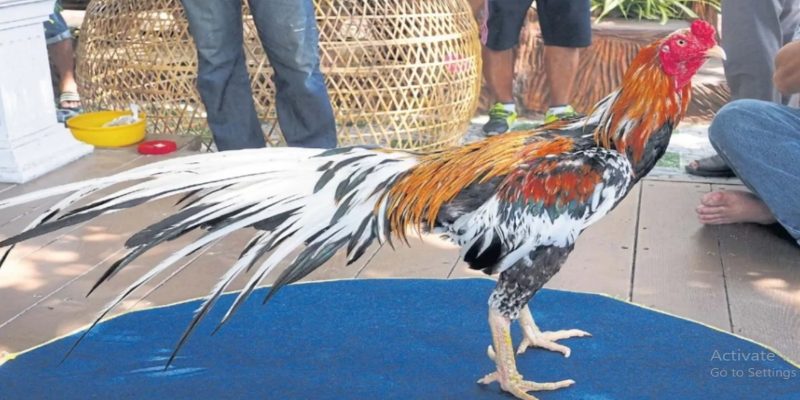  ไก่ชนพม่าสวยๆ ดุดัน สง่างาม พร้อมลุยทุกศึก