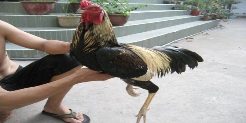  ดวงตาคมกริบ = ไก่ชนที่พร้อม “เปิดเกม” ทุกเวลา