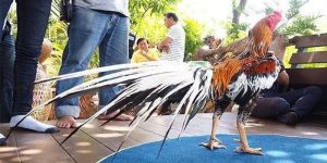ไก่ชนพม่าสวยๆ