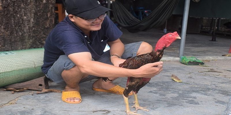 ไก่ชนไทย ได้รับความนิยมสูงในสนามเดิมพันไก่ออนไลน์