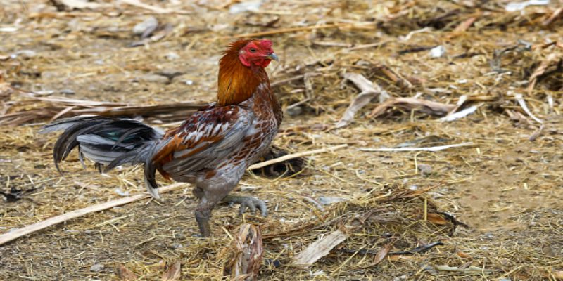 ไก่ชนไทย โดดเด่นเรื่องความคิดและการต่อสู้ระยะยาว