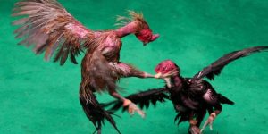 ไก่ชนไทย