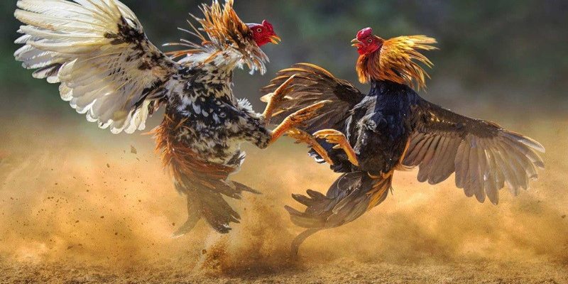 สัญญาณบ่งบอกว่าไก่ดี-เอาชนะคู่ต่อสู้ได้เร็ว