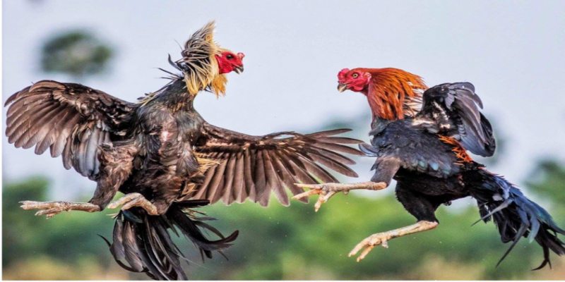 วิธีเลือกไก่ชนตามขนาด