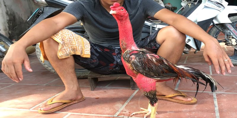 เลือกไก่ชนตามสีขน