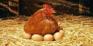 ไก่ไข่ห้ามกินอะไร