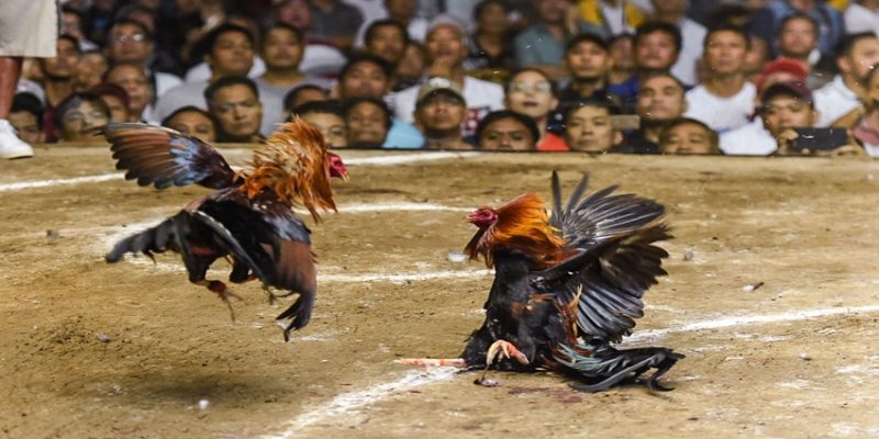เมื่อไก่หมดแรง อาการหน้าซีดจะเริ่มปรากฏทันที