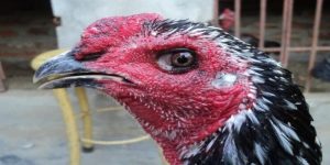ไก่หน้าซีด