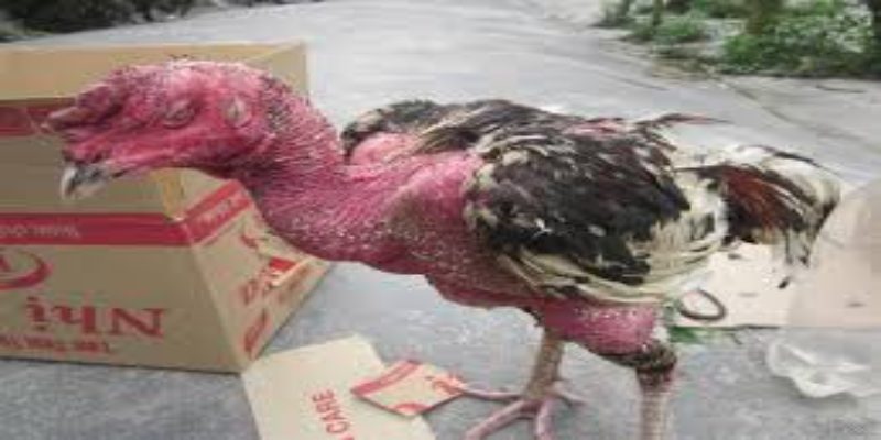 ไก่ เหงา ซึม ไม่กินอาหาร เสี่ยงเสียความสามารถในการแข่งขันทันที