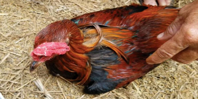 ดูแลไก่ชนหลังแมตช์อย่างถูกวิธีเพื่อฟื้นตัวไว