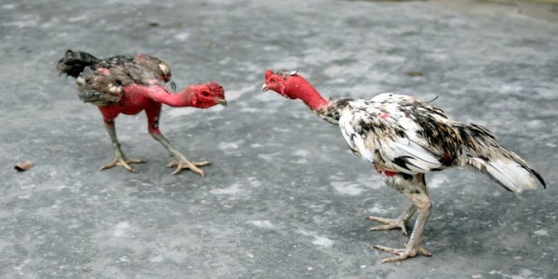 การเปลี่ยนแปลงเล็กน้อยของไก่ในการชนควรใส่ใจ