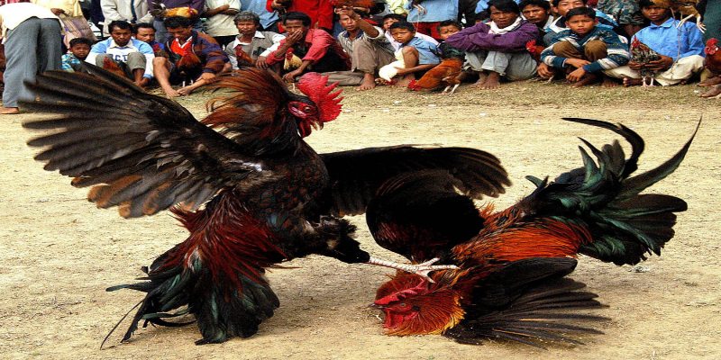 ยาฆ่าเชื้อสำหรับแผลของไก่ที่ได้ผลดี