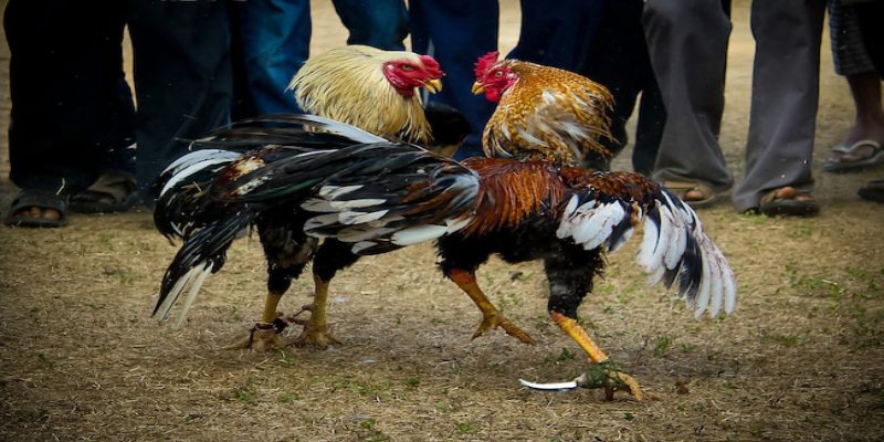 ไก่เป็นแผล ใช้ อะไร ทา - กลุ่มยาปฏิชีวนะที่จำเป็น