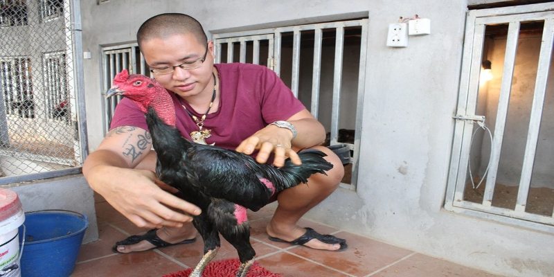 ขั้นตอนการดูแลแผลของไก่