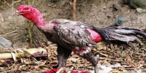 ไก่เป็นแผล ใช้ อะไร ทา