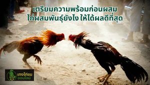 เตรียมความพร้อมก่อนผสม ไก่ผสมพันธุ์ยังไง ให้ได้ผลดีที่สุด