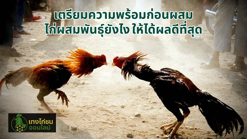 เตรียมความพร้อมก่อนผสม ไก่ผสมพันธุ์ยังไง ให้ได้ผลดีที่สุด