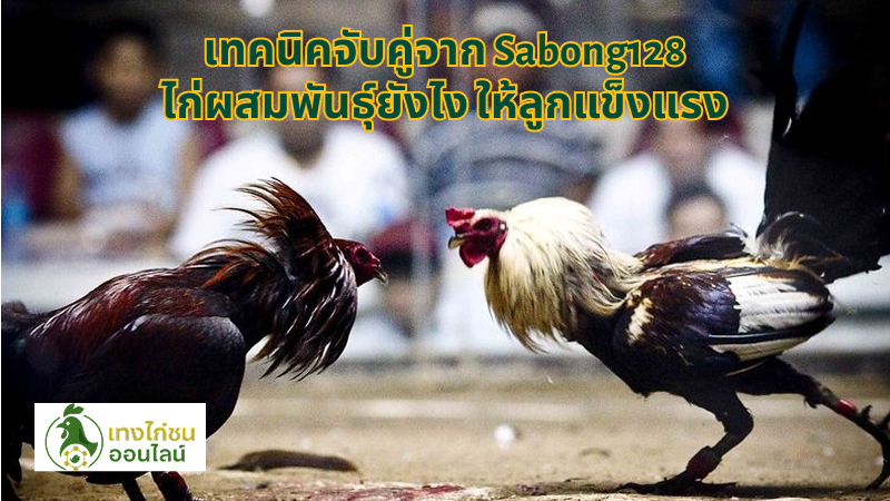 เทคนิคจับคู่จาก Sabong128 ไก่ผสมพันธุ์ยังไง ให้ลูกแข็งแรง