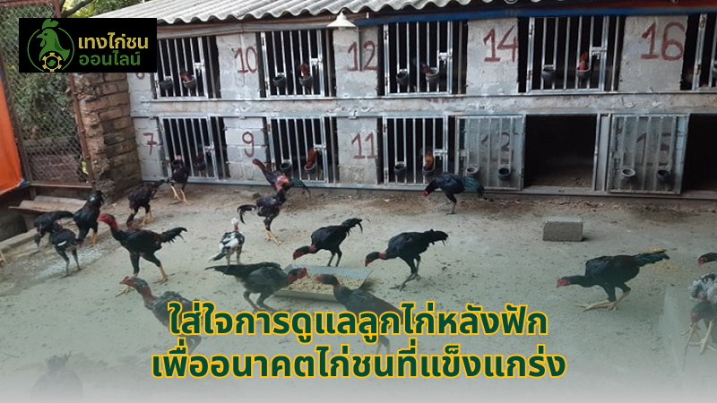 ใส่ใจการดูแลลูกไก่หลังฟัก เพื่ออนาคตไก่ชนที่แข็งแกร่ง