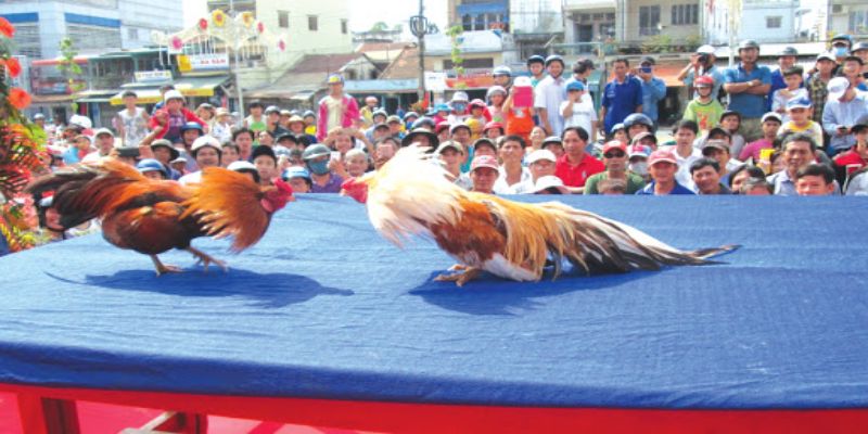 ไก่แจ้โดดเด่นด้วยความคล่องตัวในสนามแข่งขัน