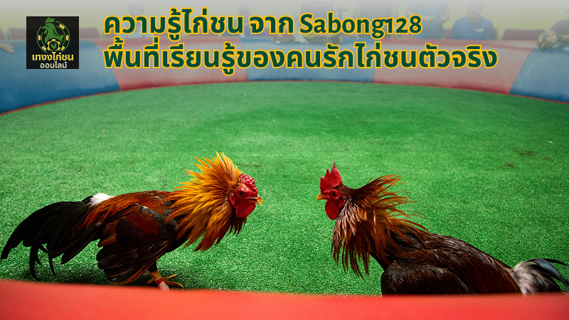 ความรู้ไก่ชน จาก Sabong128 พื้นที่เรียนรู้ของคนรักไก่ชนตัวจริง