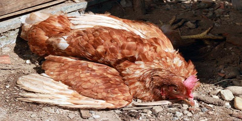 โรคติดเชื้อเลือดในไก่มีอัตราการเสียชีวิตสูงมาก