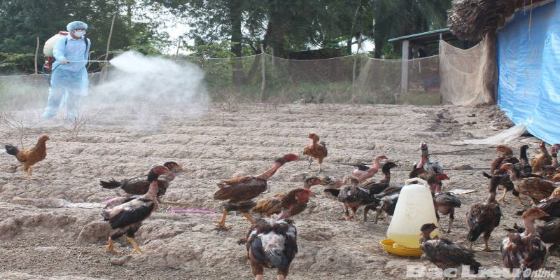 ป้องกันโรคให้ไก่ตั้งแต่ต้นทางเพื่อลดความเสี่ยงการสูญเสีย