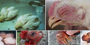 โรคของไก่มีอะไรบ้าง