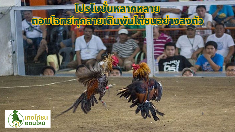 โปรโมชั่นหลากหลาย ตอบโจทย์ทุกสายเดิมพันไก่ชนอย่างลงตัว