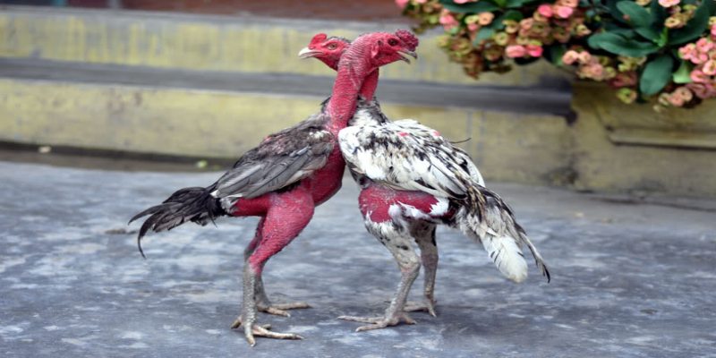 ไก่โฮบั๊กนิญ