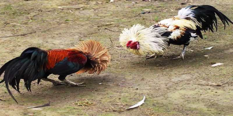ไก่ชนบินห์ดิงห์มีพลังเตะที่แข็งแกร่ง