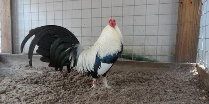 สายพันธุ์ไก่ที่เหมาะกับการชนไก่