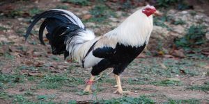 สายพันธุ์ ไก่