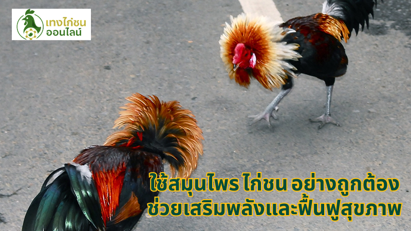ใช้สมุนไพร ไก่ชน อย่างถูกต้อง ช่วยเสริมพลังและฟื้นฟูสุขภาพ