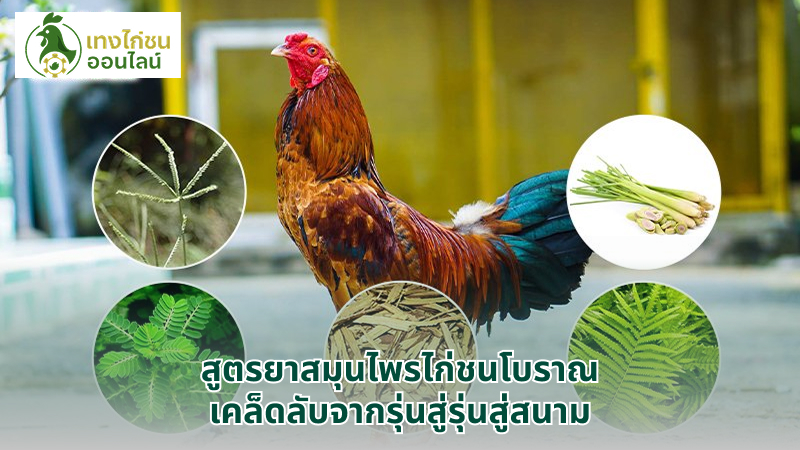 สูตรยาสมุนไพรไก่ชนโบราณ เคล็ดลับจากรุ่นสู่รุ่นสู่สนาม