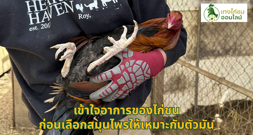เข้าใจอาการของไก่ชน ก่อนเลือกสมุนไพรให้เหมาะกับตัวมัน