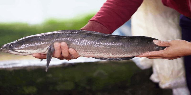 ปลาช่อน อาหารโปรตีนสูง สำหรับไก่ชน