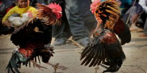 สูตรยากําลังไก่ชน ปลาช่อน