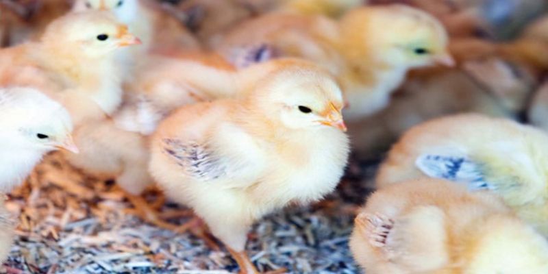ข้อควรระวังในการฉีดวัคซีนให้ลูกไก่