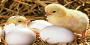 วัคซีนลูกไก่แรกเกิด