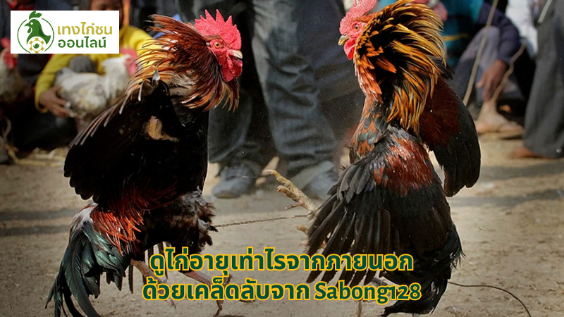 ดูไก่อายุเท่าไรจากภายนอก ด้วยเคล็ดลับจาก Sabong128