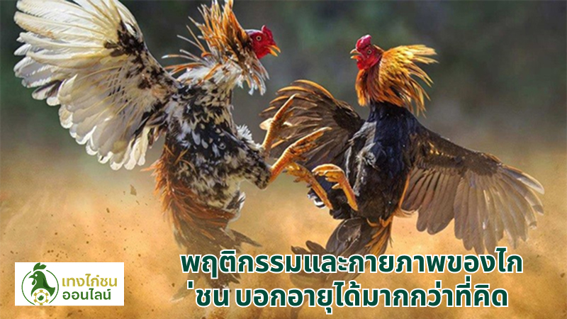 พฤติกรรมและกายภาพของไก่ชน บอกอายุได้มากกว่าที่คิด
