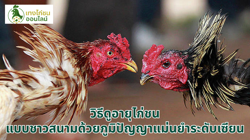 วิธีดูอายุไก่ชน แบบชาวสนามด้วยภูมิปัญญาแม่นยำระดับเซียน