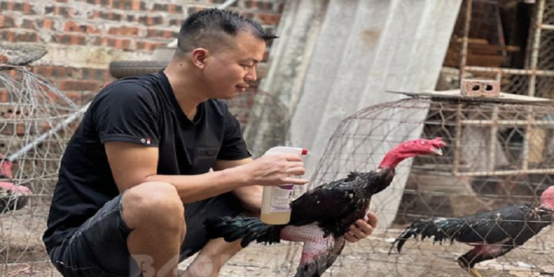 ตารางฝึกเข้มข้นในวิธีเลี้ยงไก่ชน