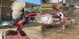วิธีเลี้ยงไก่ชน