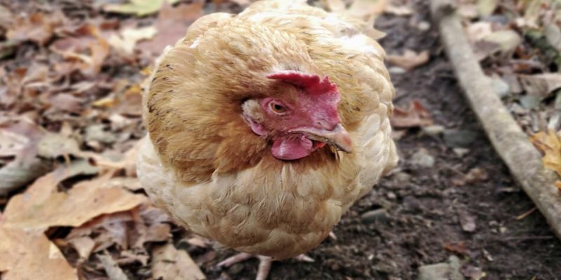 สังเกตอาการตั้งแต่ต้นเพื่อรักษาโรคอหิวาต์ในไก่ได้ทันเวลา