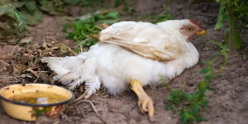 วิธีรักษาโรคอหิวาต์ไก่ตามแผนสัตวแพทย์ที่ได้ผลที่สุด